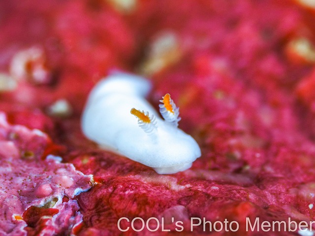 シロウサギウミウシ