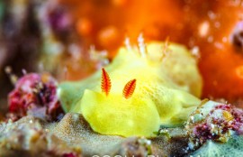 シラユキウミウシ属の一種3