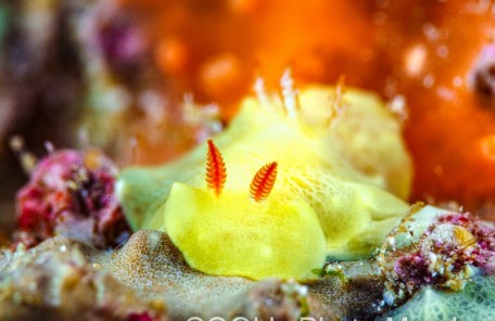 シラユキウミウシ属の一種3