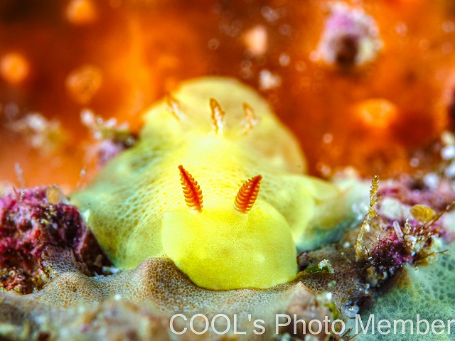 シラユキウミウシ属の一種3