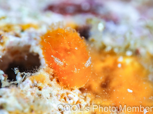 オリーブビロウドウミウシ