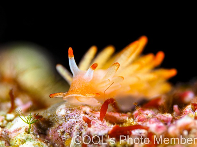 イボヤギミノウミウシ