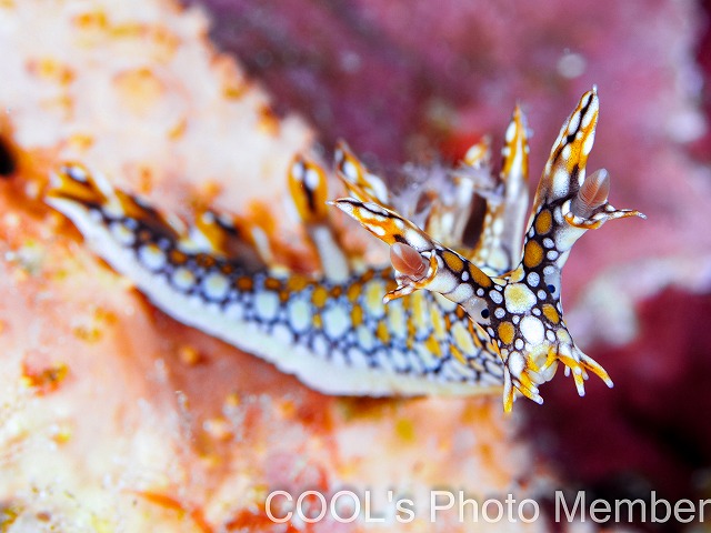 ヒオドシユビウミウシ