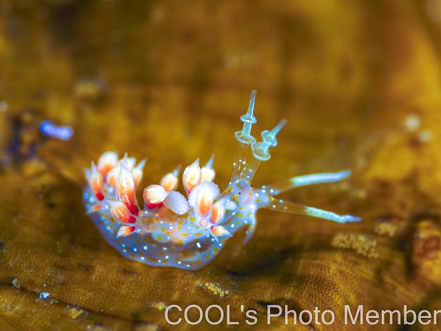 ネアカミノウミウシ