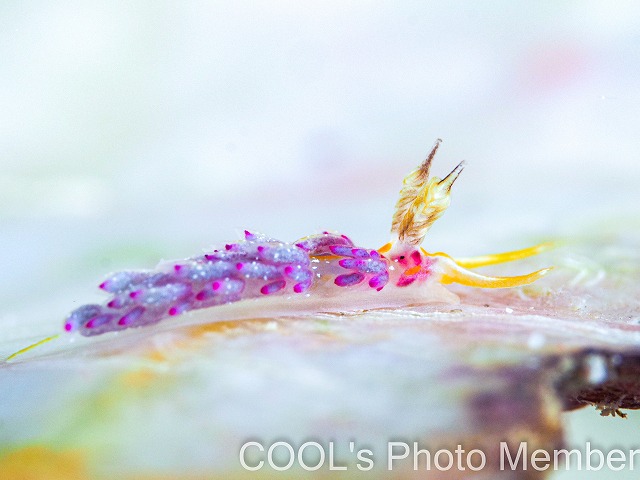 パスタチゴミノウミウシ