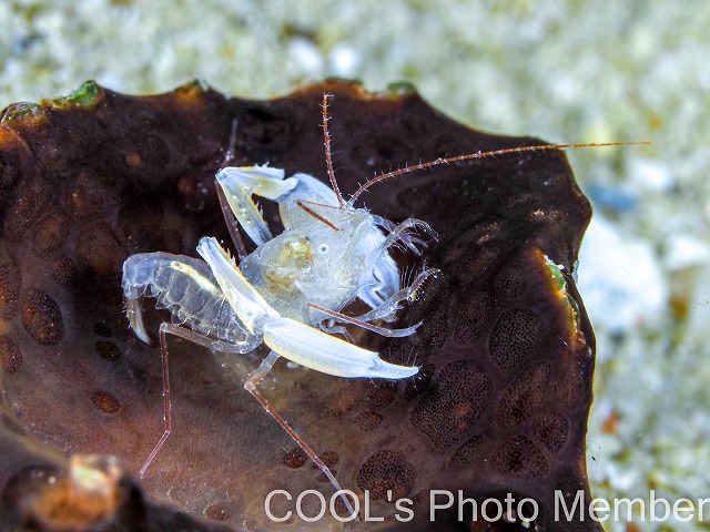 ミクロプロステマ・タケダイ