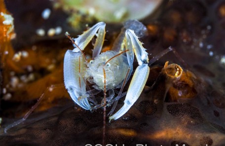 ミクロプロステマ・タケダイ