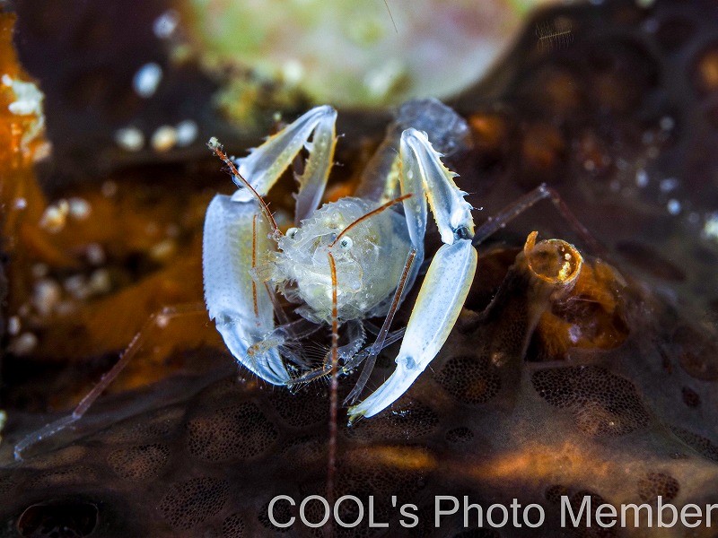 ミクロプロステマ・タケダイ