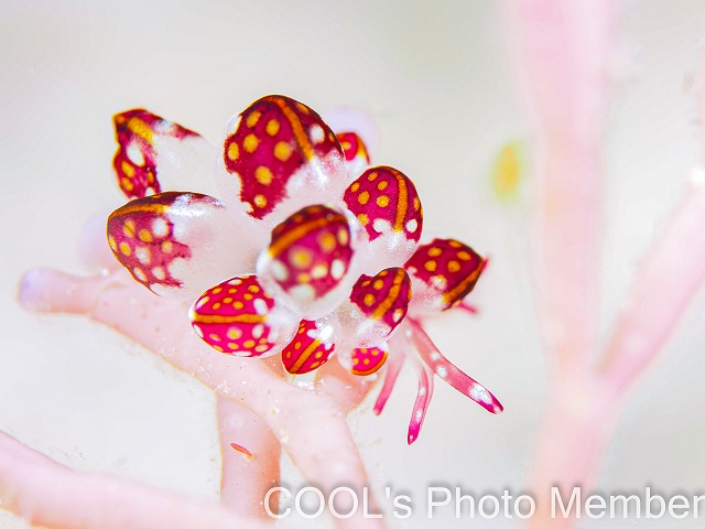 カノコウロコウミウシ