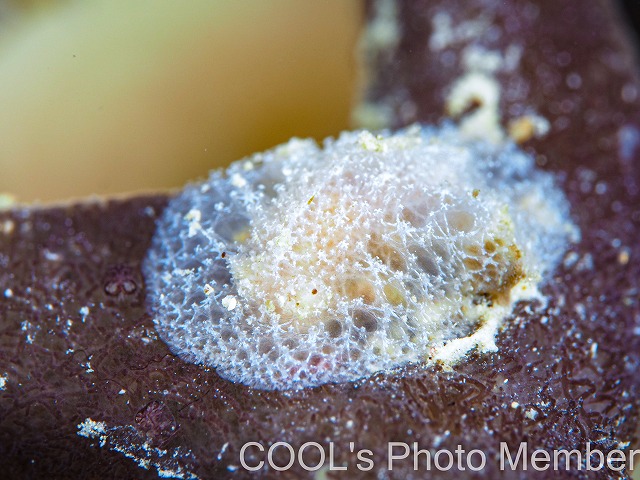 カイメンウミウシ属の一種2