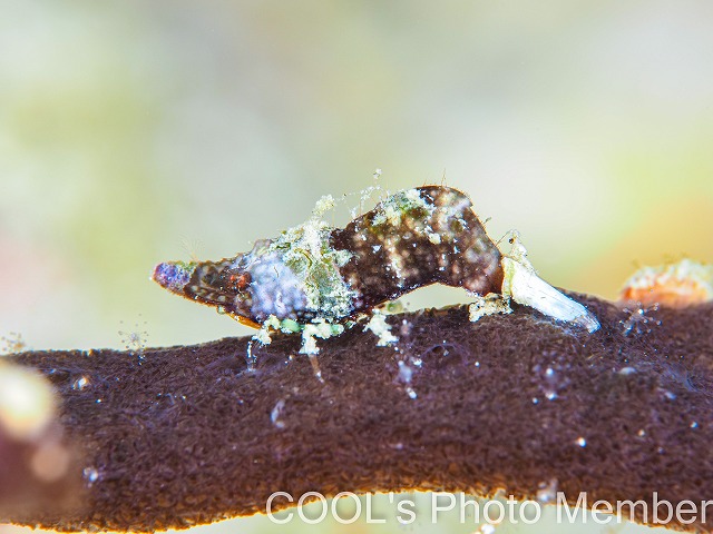 ラトレウテス・ビコルニス