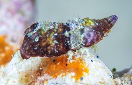 ラトレウテス・ビコルニス