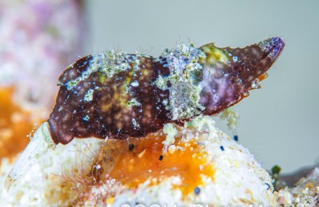 ラトレウテス・ビコルニス