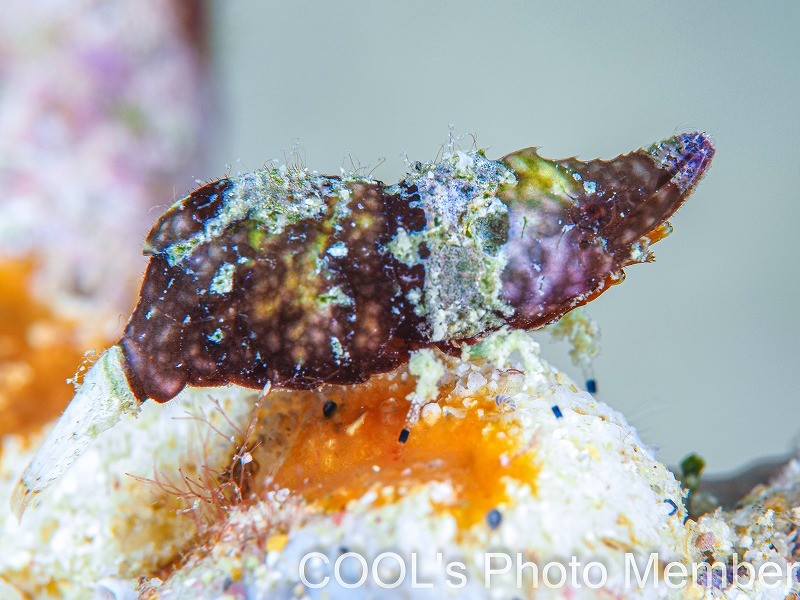 ラトレウテス・ビコルニス