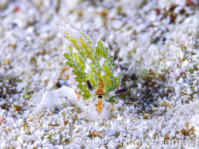 クサイロモウミウシ