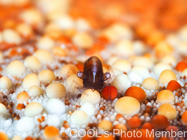 ヒトデヤドリエビ