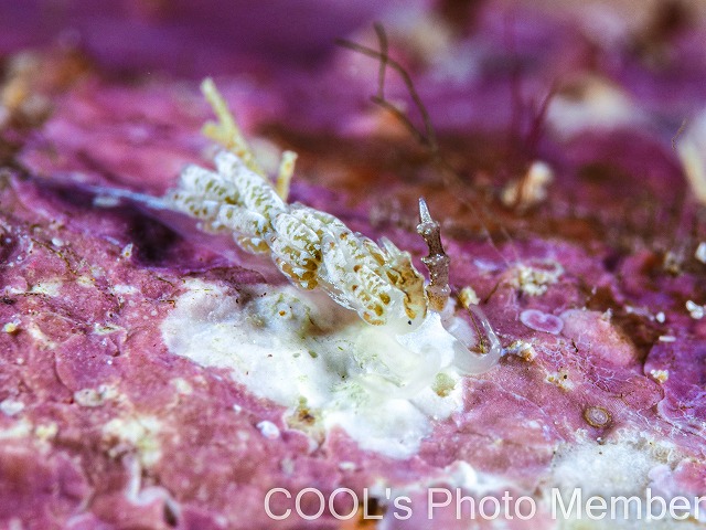 トモエミノウミウシ属の仲間