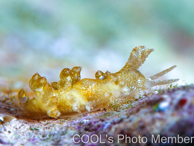 ヤマトワグシウミウシ