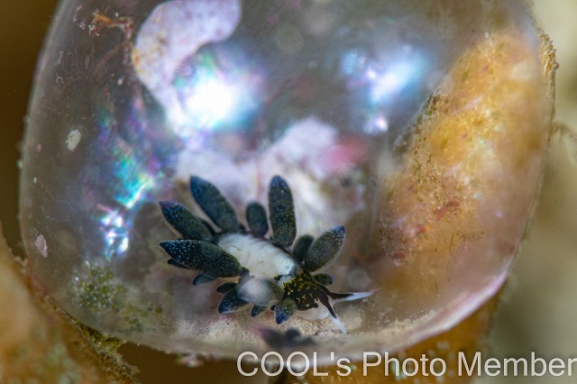 エルコラニア・エンドフィトファガ