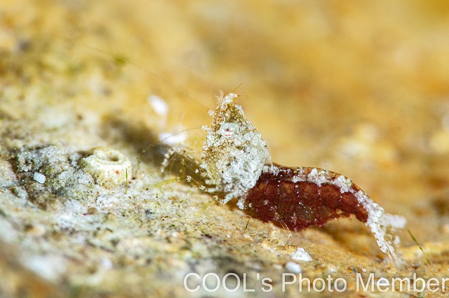 サシミシュリンプ