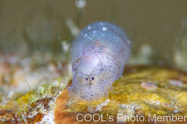 コクテンタマゴガイ