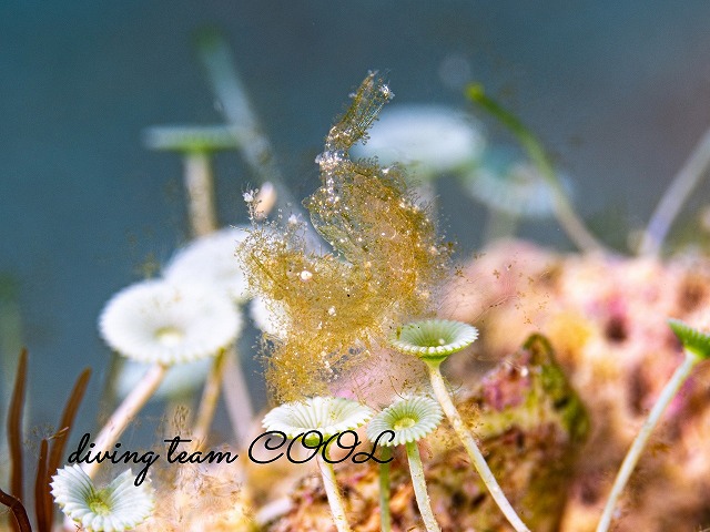 フィコカリス・シムランス