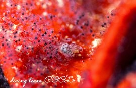 シラタマツガルウミウシ