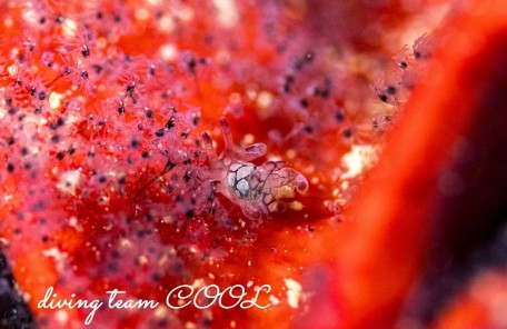 シラタマツガルウミウシ