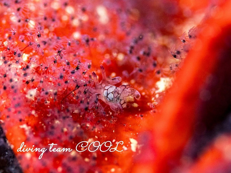 シラタマツガルウミウシ