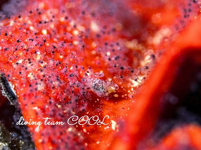 シラタマツガルウミウシ