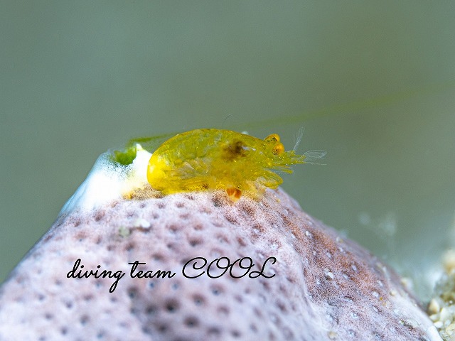 ペリクリメナエウス・ストォルチイ