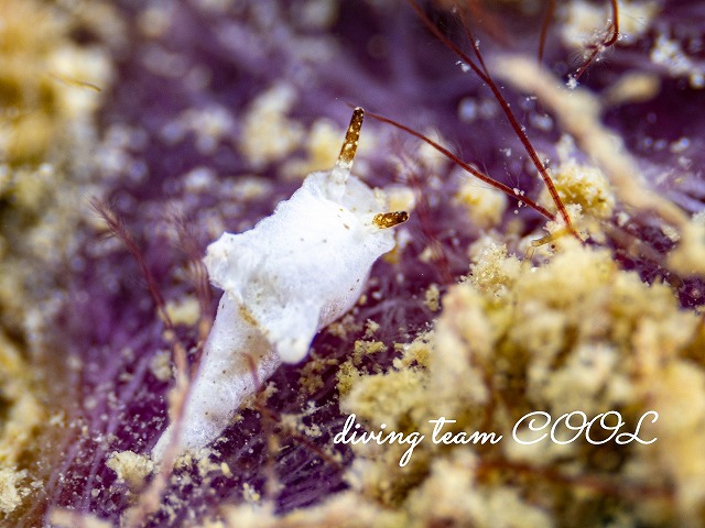 マーフィードーリス属の一種4