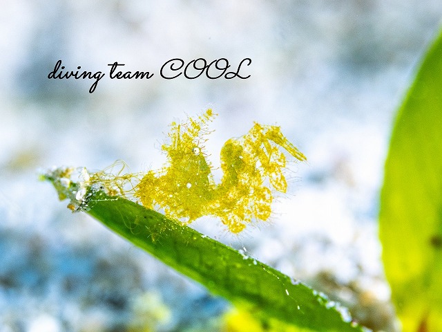 フィコカリスシムランス