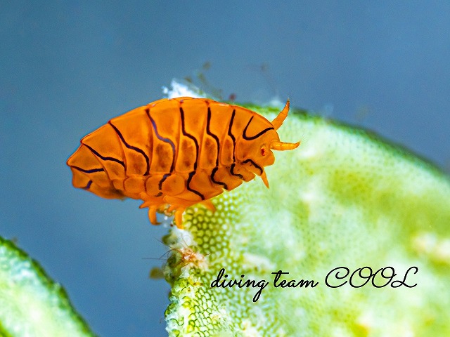 ホムラスベヨコエビ