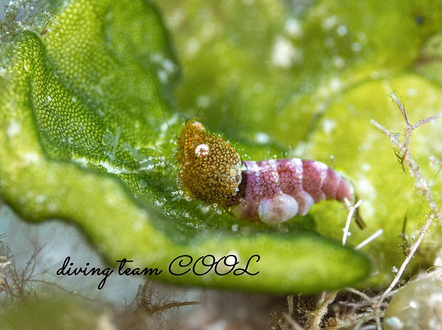 サシミシュリンプ