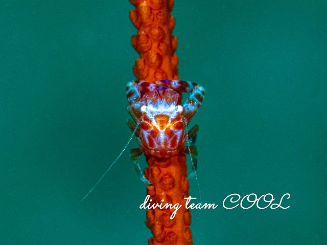 ムチヤギカクレカニダマシ