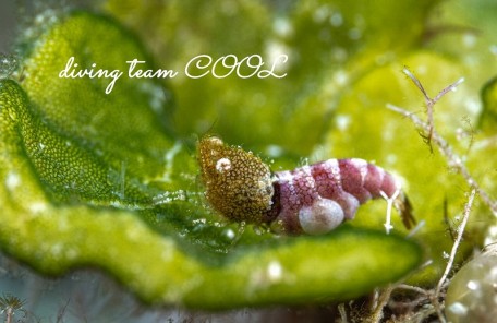 サシミシュリンプ