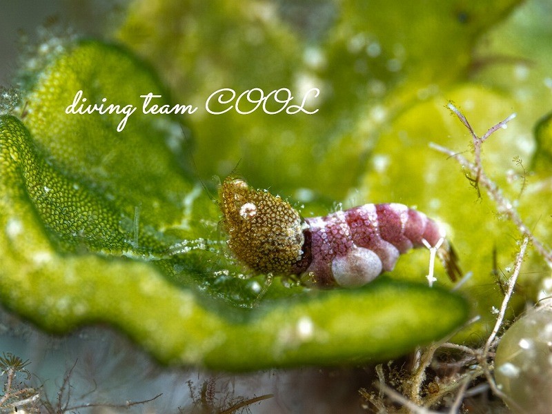 サシミシュリンプ