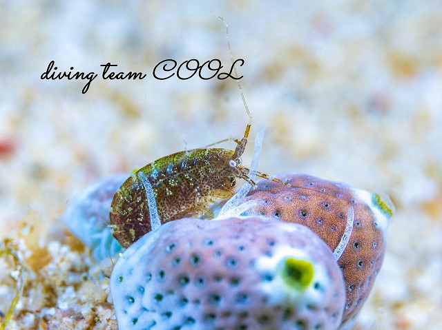 ヨコエビの仲間