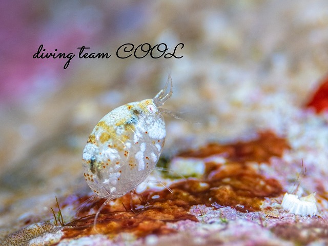 オキナワホテイヨコエビ