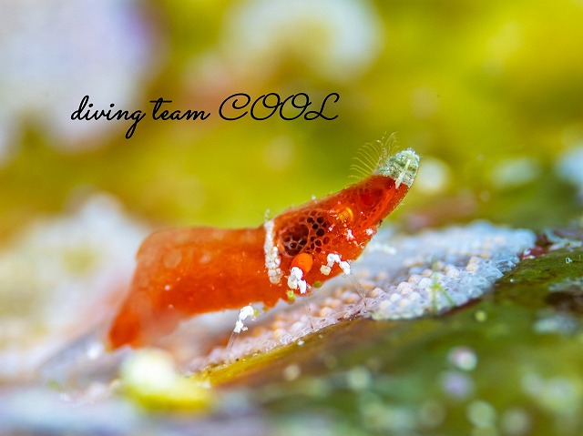 ラトレウテス・ビコルニス