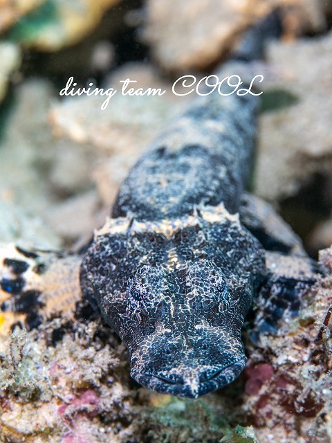 エンマゴチの幼魚