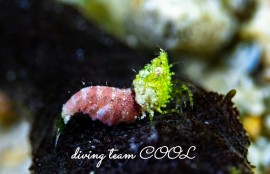 サシミシュリンプ