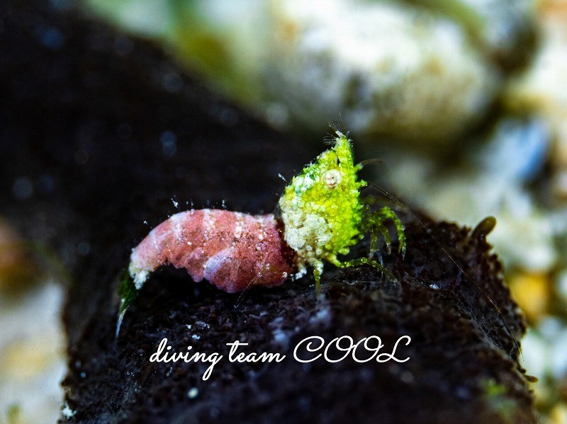 サシミシュリンプ