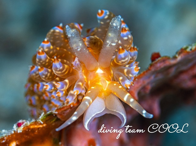 ワグシミノウミウシ