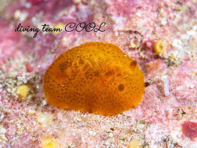 ドーリス属の一種1