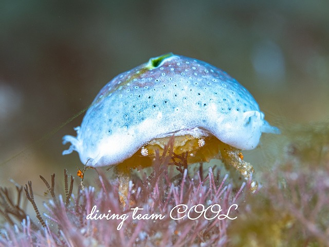 カイカムリの仲間