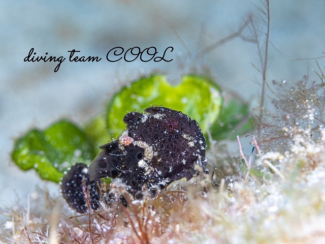 カエルアンコウの幼魚