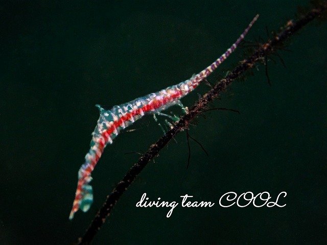 ゴルゴニアン・シュリンプ