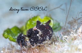 カエルアンコウの幼魚